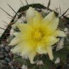 Copiapoa_esmeraldana_3